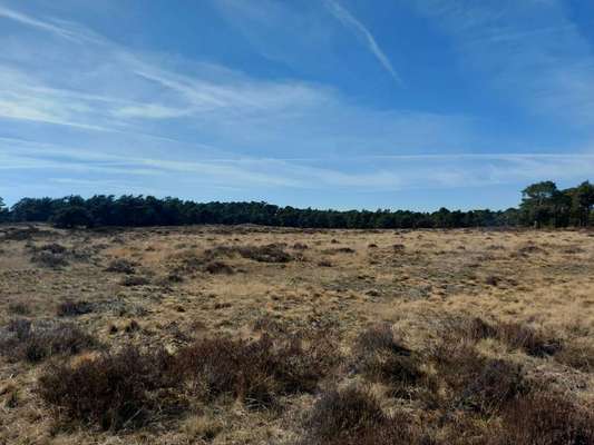 Die wunderschöne Welt mit Hund.-Beitrag-Bild