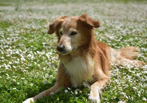 Dogorama Photo Challenge - Der Frühling kommt-Beitrag-Bild