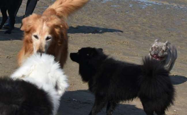 Brachycephale Hunderassen-Beitrag-Bild