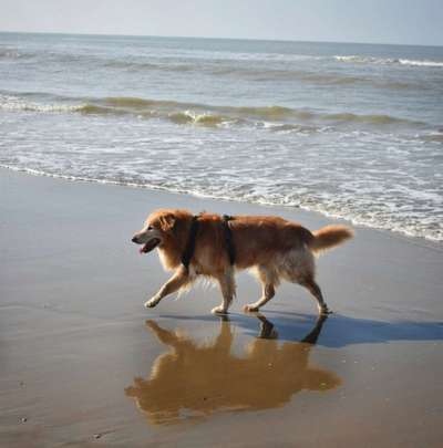 Dogorama Photo Challenge - Pfützen & Spiegelungen-Beitrag-Bild