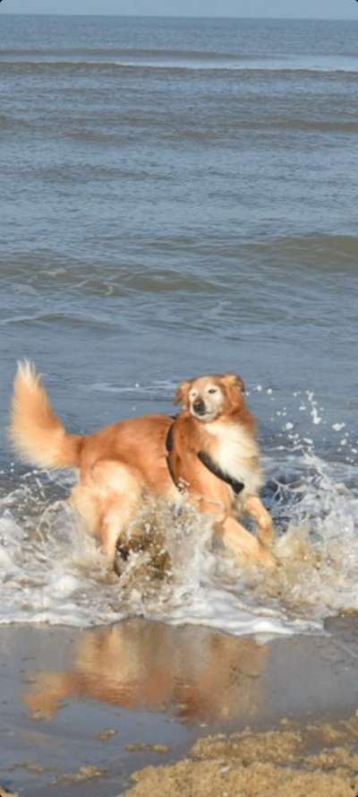 Alles rund um den Schäferhund, diskutieren erwünscht.-Beitrag-Bild