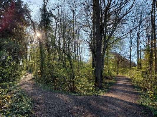 Die wunderschöne Welt mit Hund.-Beitrag-Bild
