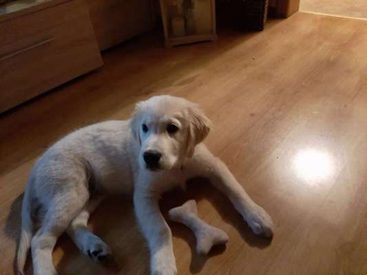 Wo sind die Golden Retriever Liebhaber?-Beitrag-Bild