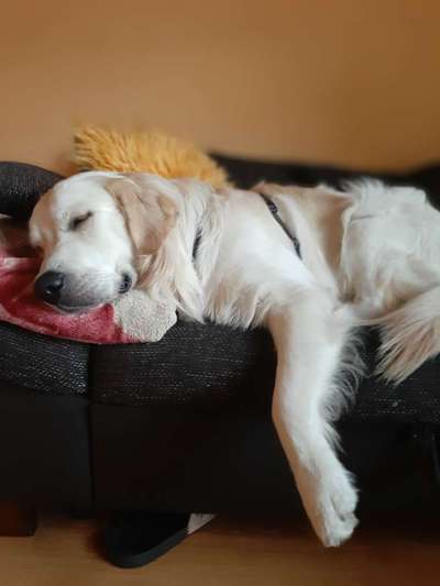 Wo sind die Golden Retriever Liebhaber?-Beitrag-Bild