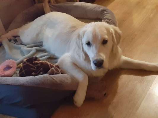 Wo sind die Golden Retriever Liebhaber?-Beitrag-Bild