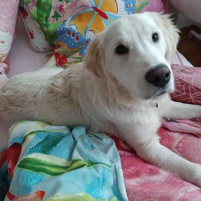 Hundetreffen-Spielfreunde gesucht♥️🐕