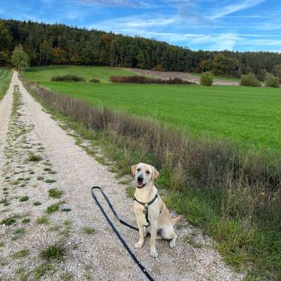 Hundetreffen-Hunde Treffen in/ um Neumarkt-Bild