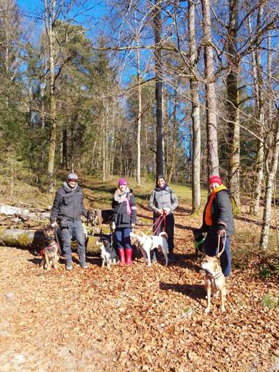 Giftköder-Social Walk-Bild