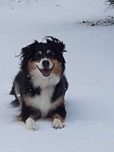 Challenge 41 - Mein Hund im Urlaub-Beitrag-Bild