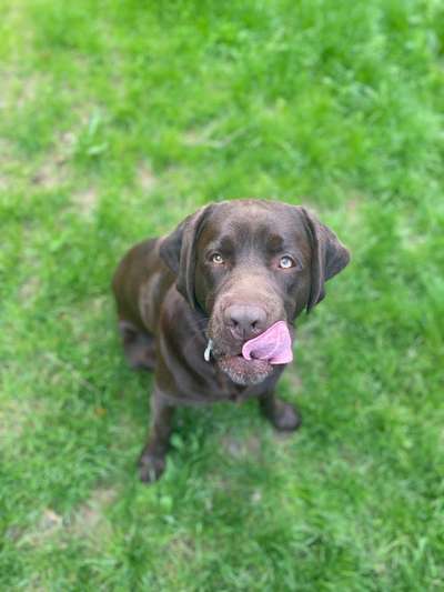 Tongue Out Tuesday-Beitrag-Bild