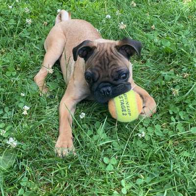 Hundetreffen-Olympiapark-Bild