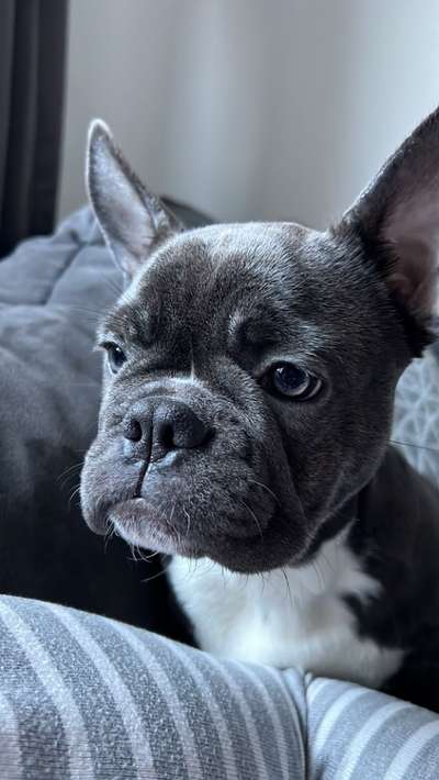 Französische Bulldoggen-Beitrag-Bild