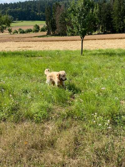 Wo sind die Golden Retriever Liebhaber?-Beitrag-Bild