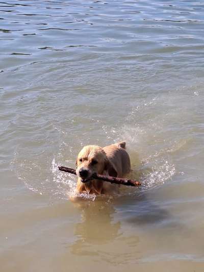 Wo sind die Golden Retriever Liebhaber?-Beitrag-Bild