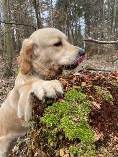 Wo sind die Golden Retriever Liebhaber?-Beitrag-Bild