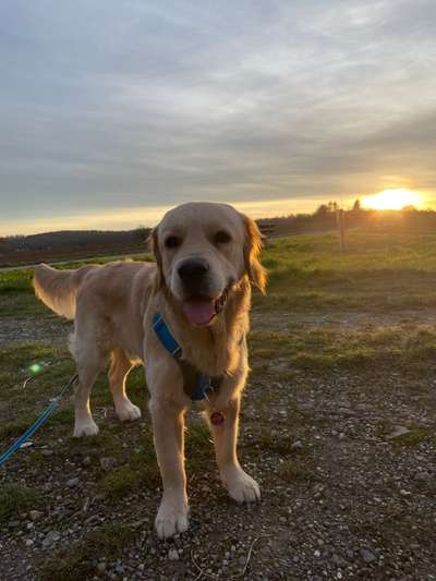 Wo sind die Golden Retriever Liebhaber?-Beitrag-Bild