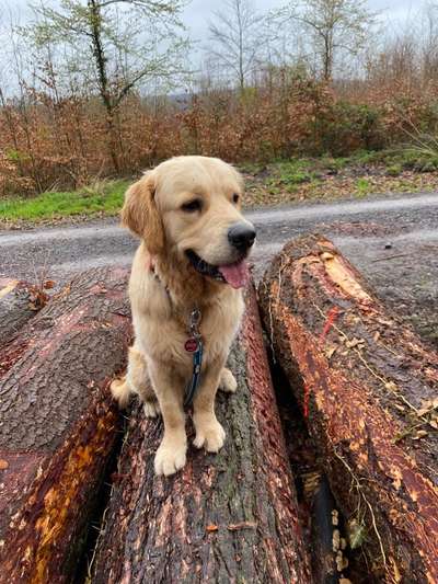 Wo sind die Golden Retriever Liebhaber?-Beitrag-Bild