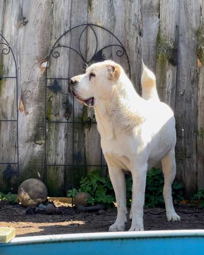 Herdenschutzhunde-Beitrag-Bild