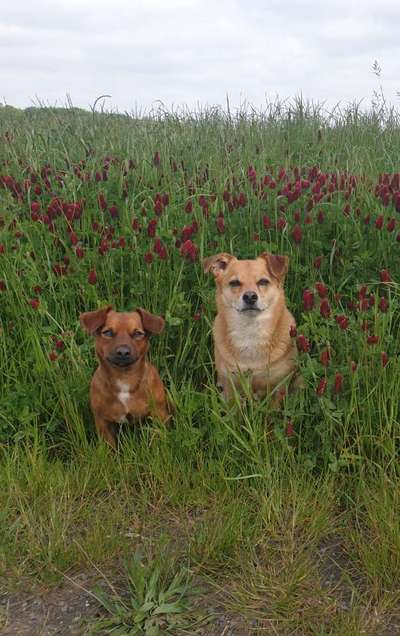 Die Dogorama Monats Challenge "Es grünt und blüht"-Beitrag-Bild