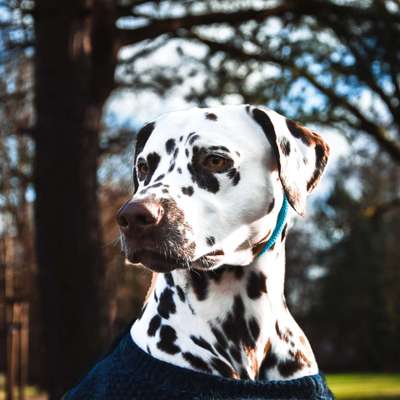 Hunderunde-Beitrag-Bild