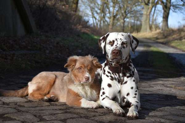 Dogorama Photo Challenge - Die besten Hundebuddys-Beitrag-Bild