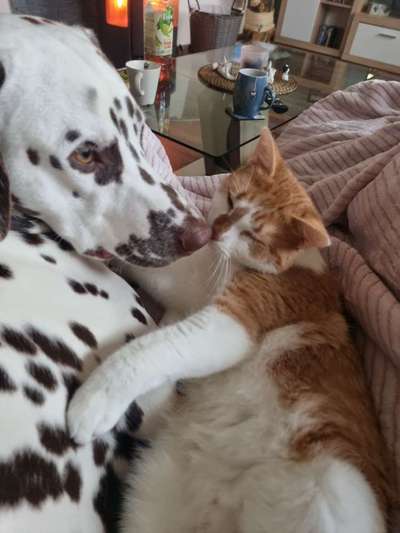 Welpe kommt zu Kater-Beitrag-Bild