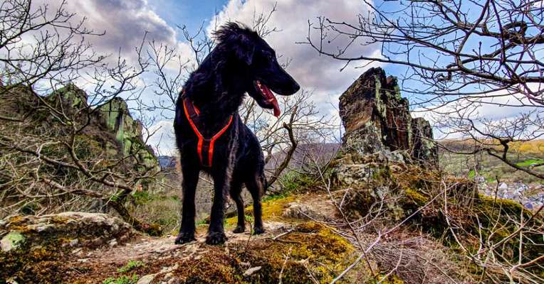Flat Coated Retriever-Beitrag-Bild