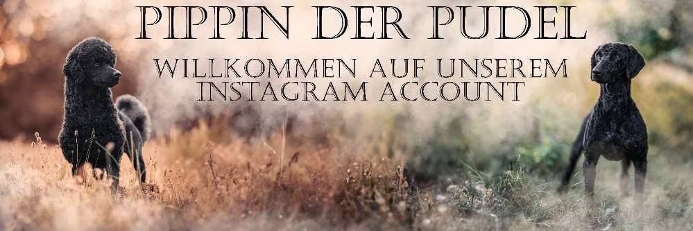 Photomontagen mit Hund-Beitrag-Bild