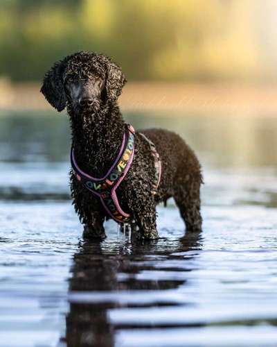 Alles rund um den Pudel-Beitrag-Bild