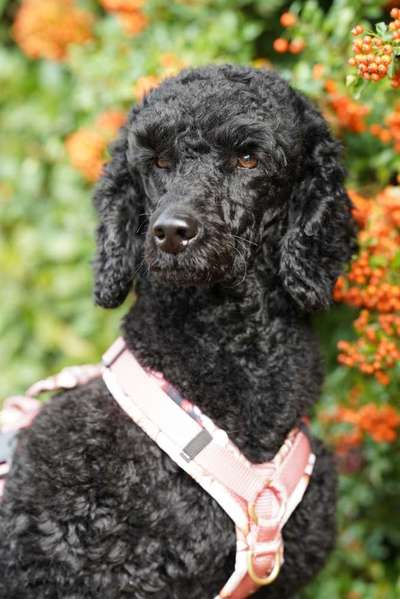 Alles rund um den Pudel-Beitrag-Bild