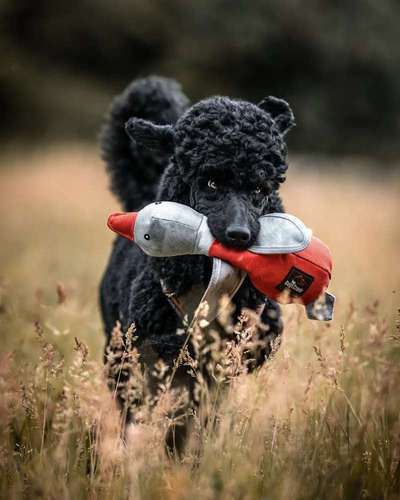 Alles rund um den Pudel-Beitrag-Bild