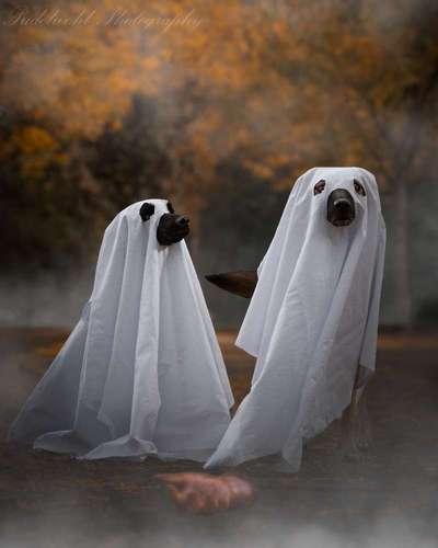 Fotowettbewerb ,,mein gruseliger Hund"-Beitrag-Bild