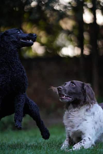 Fotowettbewerb : Hundekommunikation-Beitrag-Bild