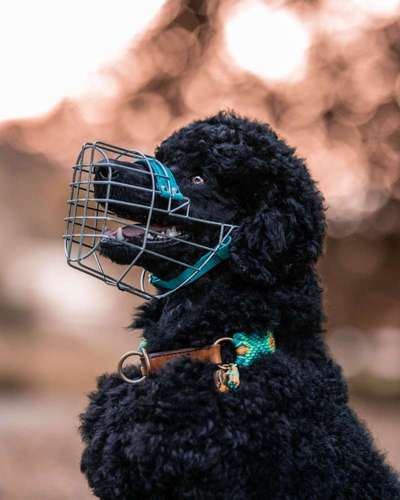 Alles rund um den Pudel-Beitrag-Bild