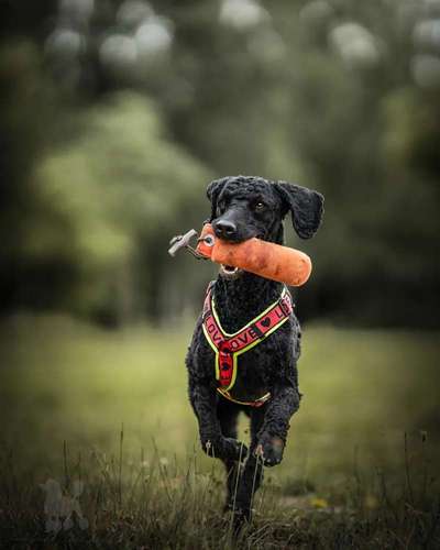 Alles rund um den Pudel-Beitrag-Bild