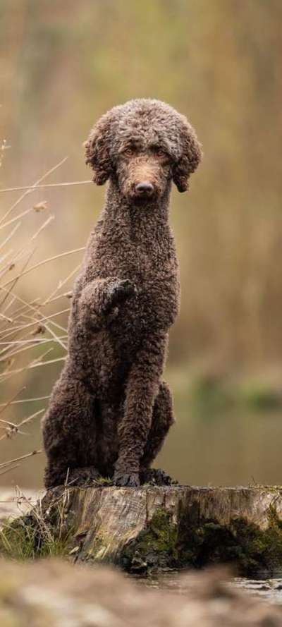 Alles rund um den Pudel-Beitrag-Bild