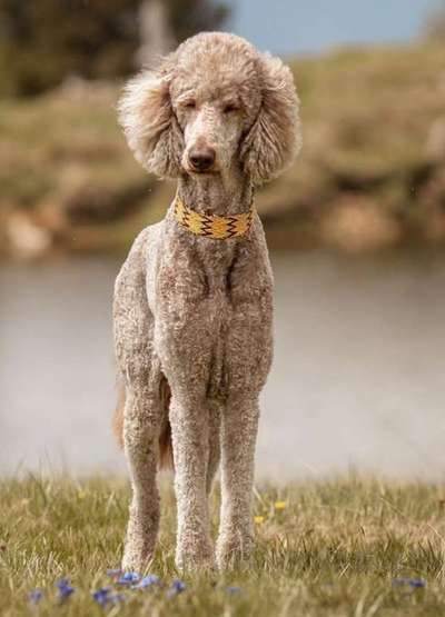 Alles rund um den Pudel-Beitrag-Bild