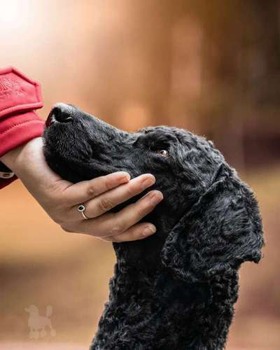 Fotowettbewerb "Liebeserklärung an deinen Hund!"-Beitrag-Bild