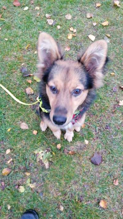 Dogorama Photo Challenge - Hundeblick zum hinschmelzen-Beitrag-Bild