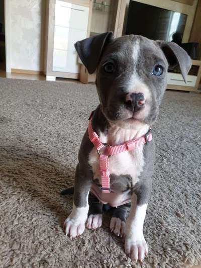 Als Welpen sind sie alle noch süßer-Beitrag-Bild