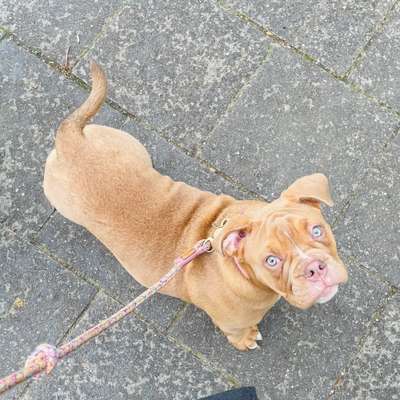 Hundetreffen-Welpentreffen - Maxvorstadt/Schwabing (zB Alademie der Künste, Luitpoldpark, EGarten)-Bild