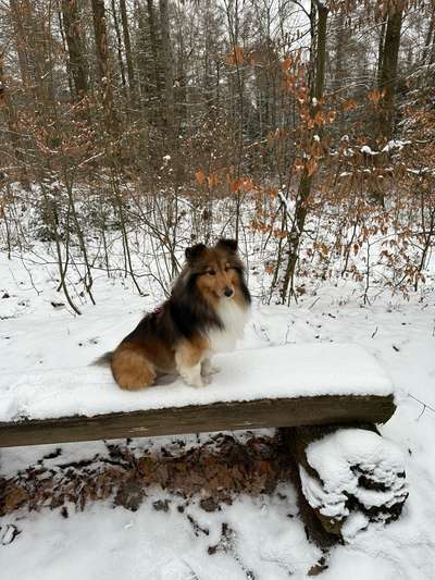 Dogorama Photo Challenge - Winterstimmung-Beitrag-Bild