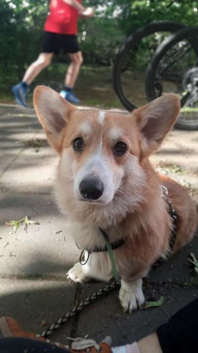 Corgis und ihre persönlichen Hofangestellten-Beitrag-Bild