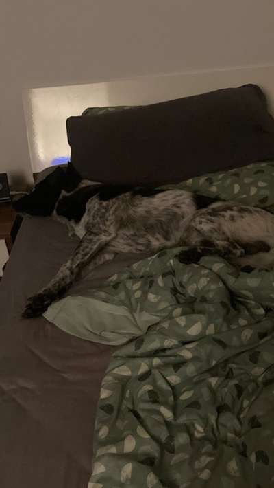Darf der Hund bei Euch im Bett schlafen?-Beitrag-Bild