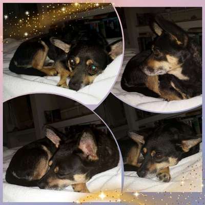 Entlaufene, Gefundene und Vermisste Hunde-Beitrag-Bild