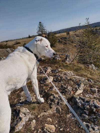 Hundetreffen-Waldstetten Regelmäßige Gassitreffen-Bild