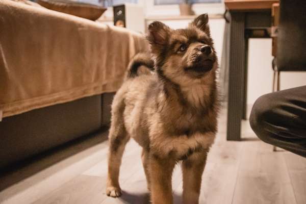 Mischlingshunde Foto Aufruf-Beitrag-Bild