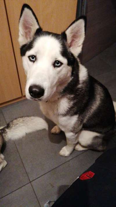 Husky-Beitrag-Bild