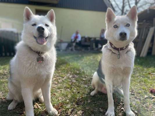 Husky-Beitrag-Bild