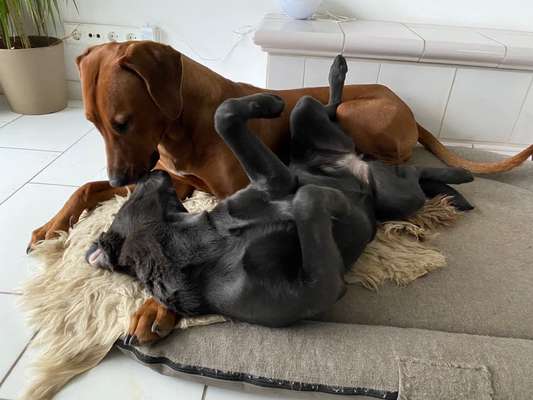 Dogorama Photo Challenge - Die besten Hundebuddys-Beitrag-Bild